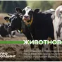 молоко сырое в Перми и Пермском крае
